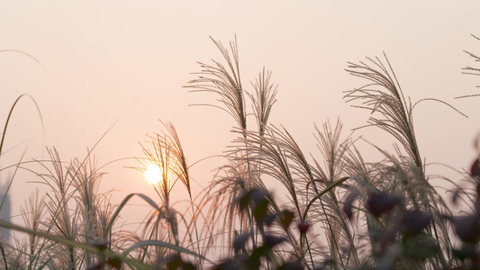 4K实拍唯美夕阳下写意芦苇植物治愈视频空镜视频