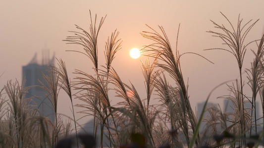 4K实拍唯美夕阳下写意芦苇植物治愈视频空镜视频