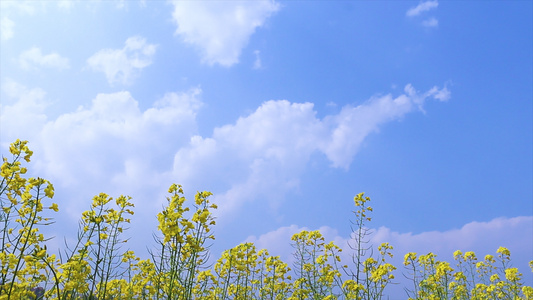 实拍天空背景油菜花之蜜蜂飞舞200视频