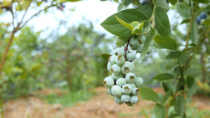 高丛蓝莓种植31秒视频