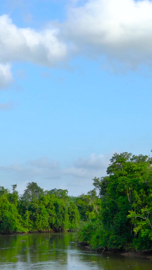 热带雨林河流流淌延时20秒视频