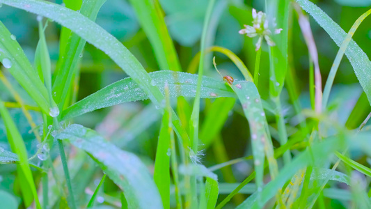 野草上的小虫子视频