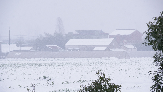 冬天冬季下雪飘雪白雪皑皑视频