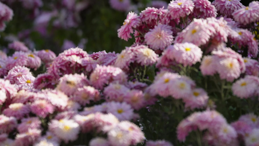 雏菊菊花花海花坛草坪花丛视频