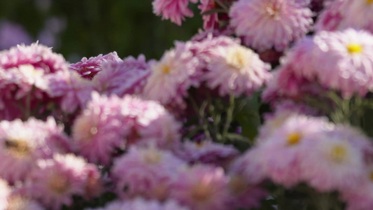 雏菊菊花花海花坛草坪花丛视频