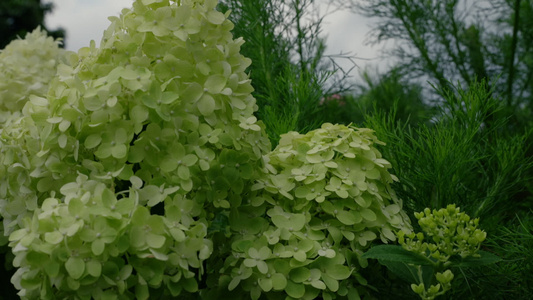 木绣球花视频