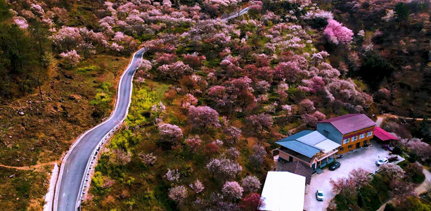 桃花山村视频