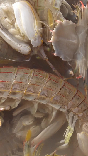 实拍海鲜皮皮虾视频合集21秒视频