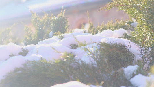 冬日暖阳照耀在松树枝上的积雪视频