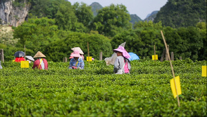 拍摄茶园茶农采茶摘茶37秒视频