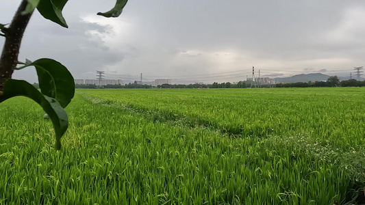 雨后的稻田视频