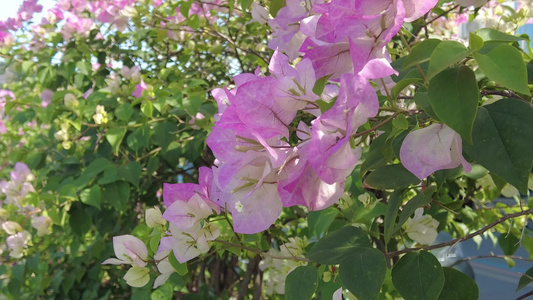 蓝天下三角梅鲜花实拍视频