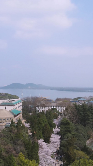 航拍武汉大学校园樱花大道樱顶古建筑素材樱花季39秒视频