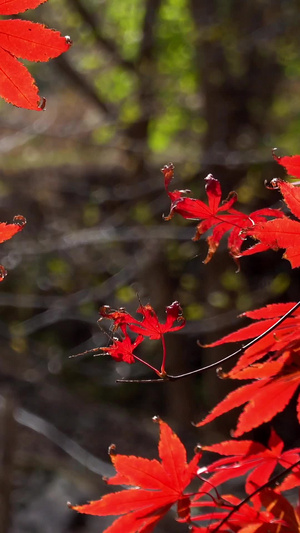 秋季自然风光随风摇摆的红叶视频33秒视频