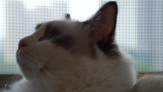 窗边的布偶猫宠物视频