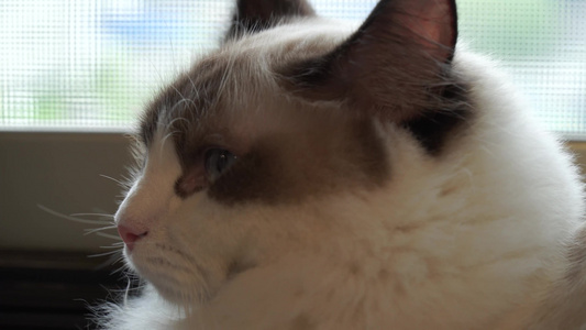 窗边的布偶猫宠物视频