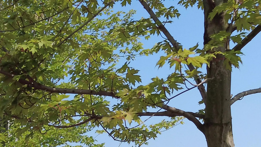 夏日阳光树枝树叶植物鲜花实拍 视频