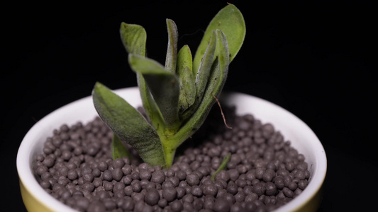 春朝霞多肉植物盆栽绿植视频