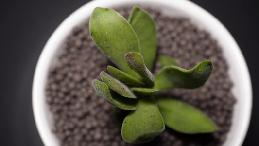 春朝霞多肉植物盆栽绿植视频