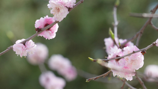 春季花朵鲜花粉色桃花视频