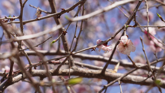 春季花朵鲜花粉色桃花视频