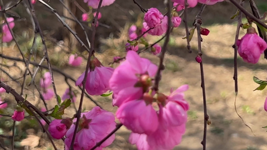 春季开放粉色桃花视频
