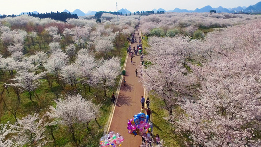 航拍樱花旅游视频