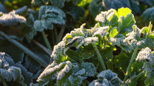 冰雪融化万物复苏延时视频