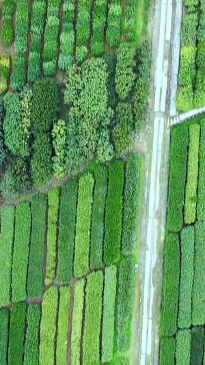 多角度高空俯拍航拍整齐的茶田种植园茶树合集种植业36秒视频