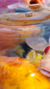 锦鲤金鱼实拍视频素材观赏鱼视频