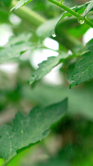 实拍番茄西红柿开花结果22秒视频