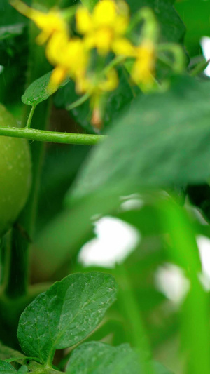 实拍番茄西红柿开花结果22秒视频