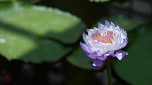 摇曳的莲花荷花夏季花卉视频