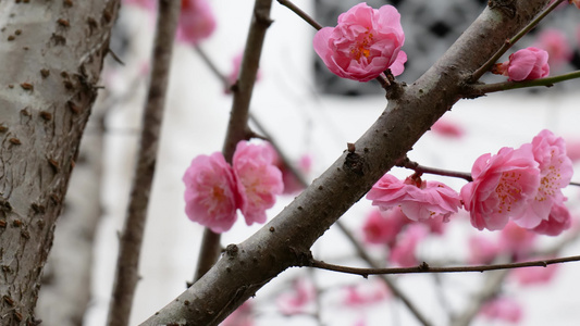 腊梅花开视频