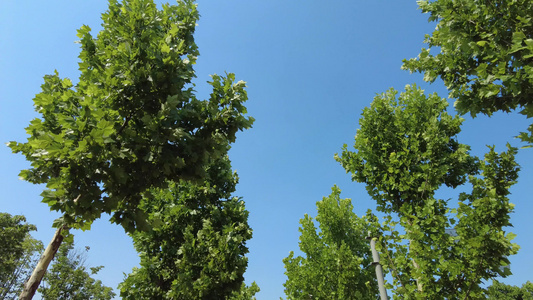 蓝天白云树枝树叶植物实拍视频