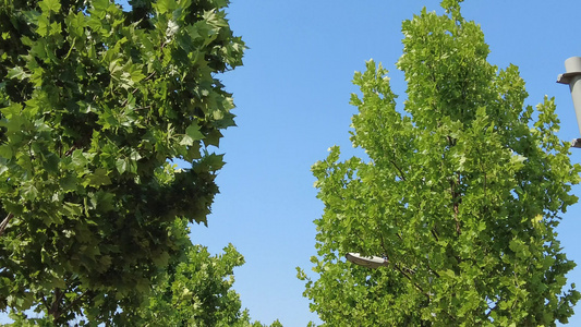 蓝天白云树枝树叶植物实拍视频