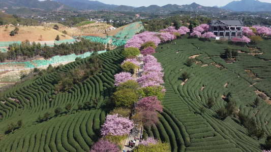 航拍樱花园茶园台品樱花园视频