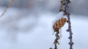 冬天下雪落雪松树松果16秒视频