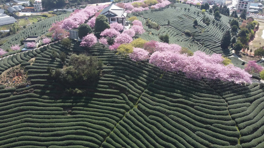 航拍樱花园茶园台品樱花园视频