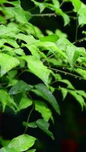 雨水打在树叶上视频