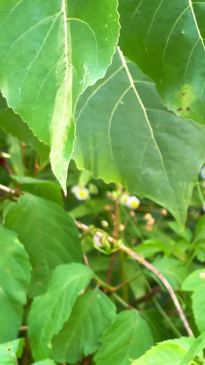 实拍夏季蝴蝶飞舞采蜜20秒视频