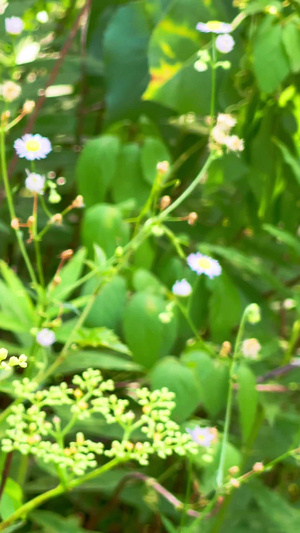 实拍夏季蝴蝶飞舞采蜜20秒视频