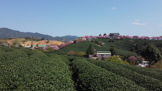 航拍樱花园茶园台品樱花园视频