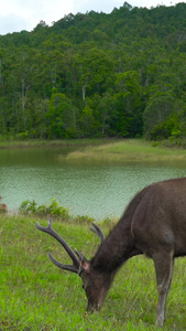 野生鹿吃草野生动物保护区实拍视频