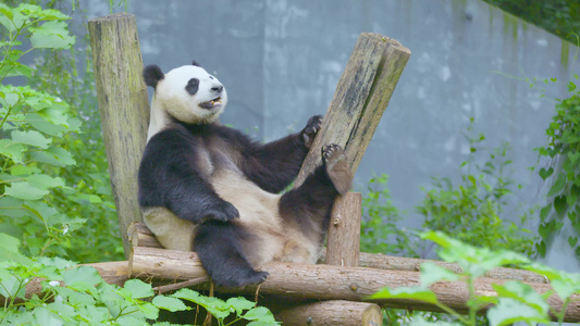 动物园室外呆萌大熊猫背靠树枝翘着脚丫享受着午后时光全景4K实拍视频