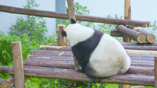 动物园室外呆萌大熊猫肚子饿了在舔树干全景4K实拍视频