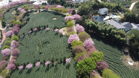 航拍樱花园茶园台品樱花园视频