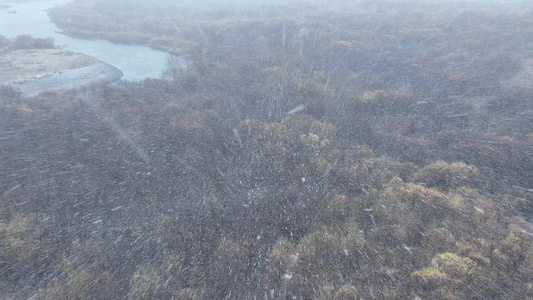 湿地初雪雪花纷飞雪花飘落视频