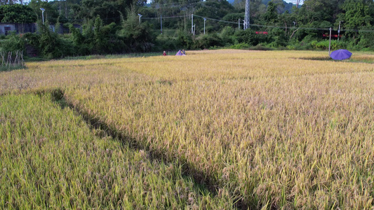 金黄的稻田航拍视频