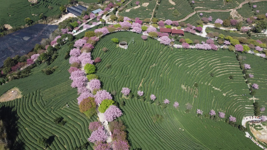 航拍樱花园茶园台品樱花园视频